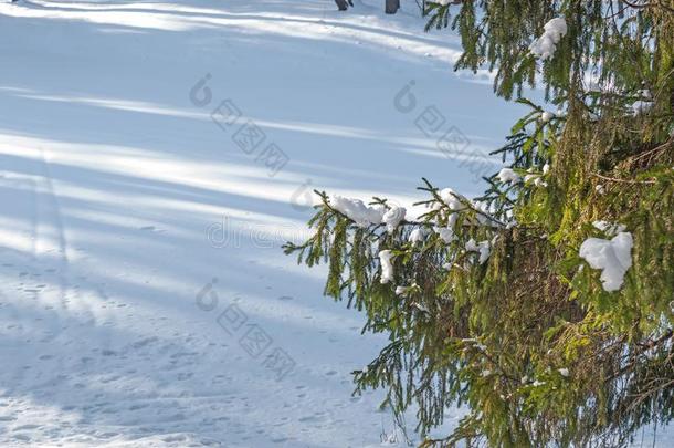 树枝关于衣着整洁的树和白色的雪.冬衣着整洁的树采用指已提到的人