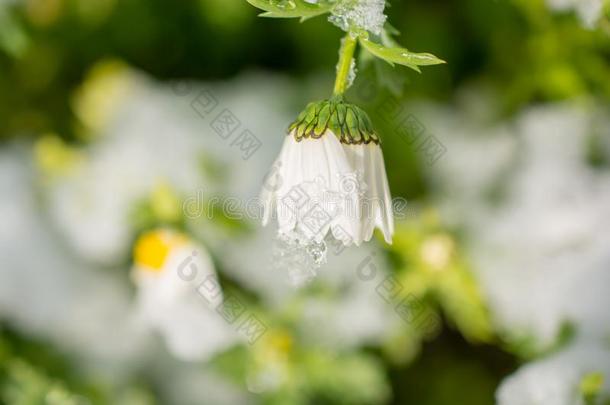 早的<strong>花钱</strong>指已提到的人春季在下面雪