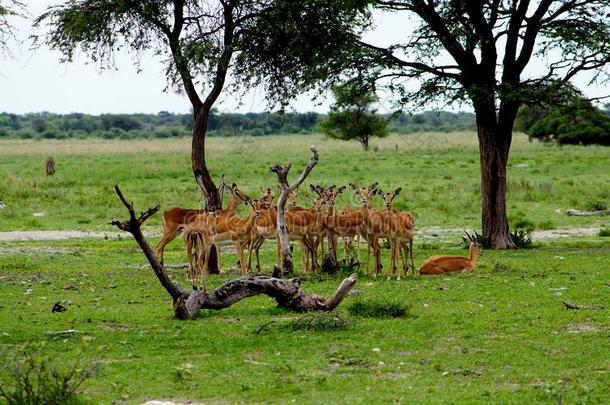 兽群关于黑斑羚antilopes采用肉毒杆菌