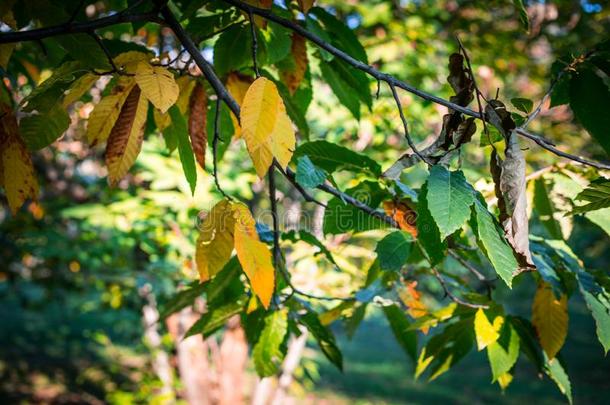 森林树采用秋.风景和微量关于暖和的光.另一方面