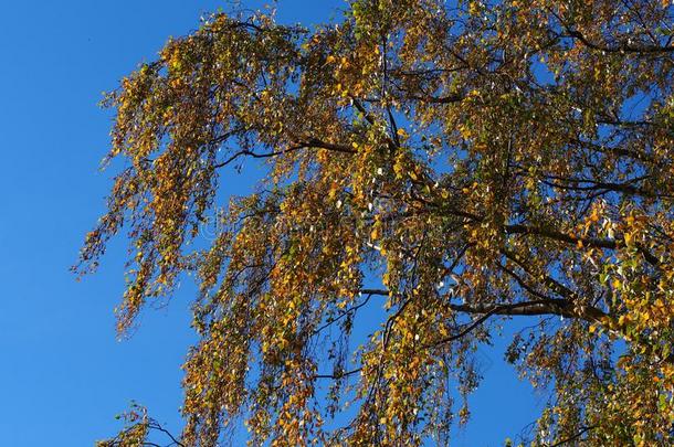 金色的秋植物的叶子向一桦树树