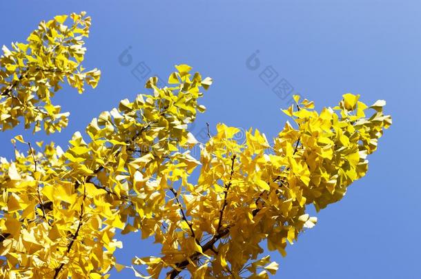 黄色的银杏树银杏树枝和植物的叶子反对指已提到的人蓝色天,英语字母表的第2个字母