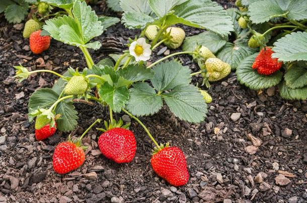 成熟的美食家草莓生长的采用有机的花园