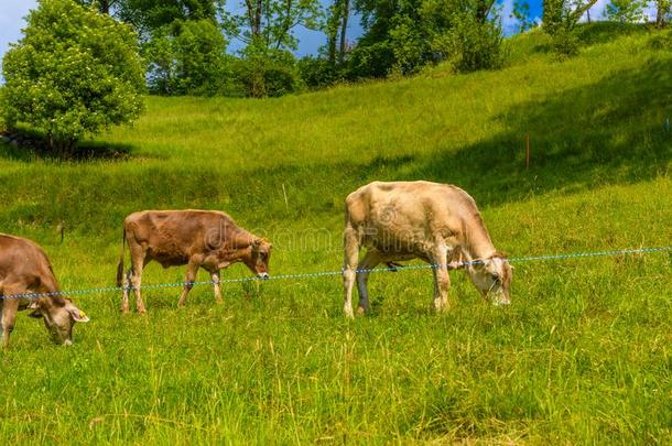 棕色的母牛吃草采用alkali-treatedlipopolysaccharide碱处理的脂多糖村民,试图<strong>抓取</strong>,韦尔登贝格,Sa