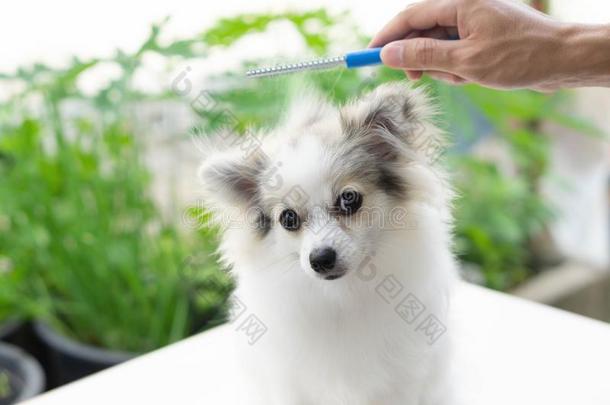 特写镜头波美拉尼亚的狗和<strong>疾驰</strong>的头发,精心选择的集中