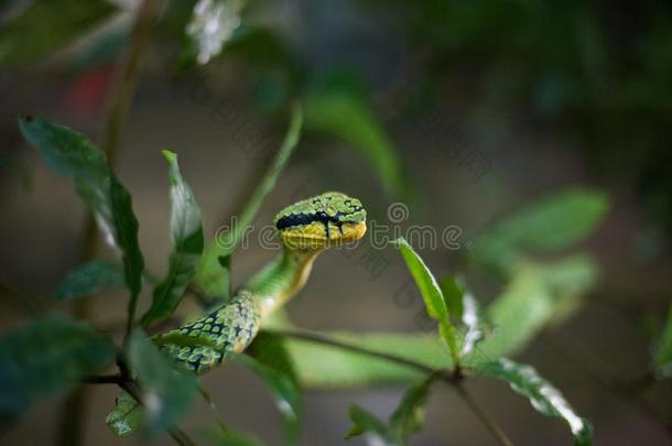 斯里兰坎绿色的井蝰蛇