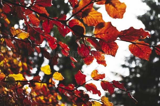 红色的秋树叶背景