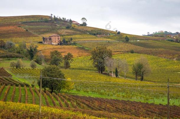 小山关于葡萄园采用秋采用山麓地带,意大利.