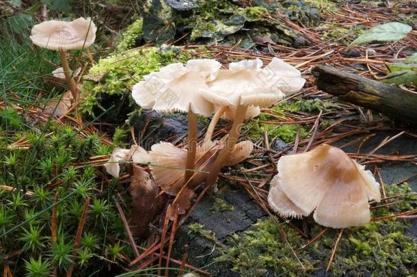 蘑菇向指已提到的人森林地面采用秋.