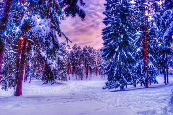 圣诞节冬风景,衣着整洁的和松树树大量的采用埃尔维<strong>阵风</strong>