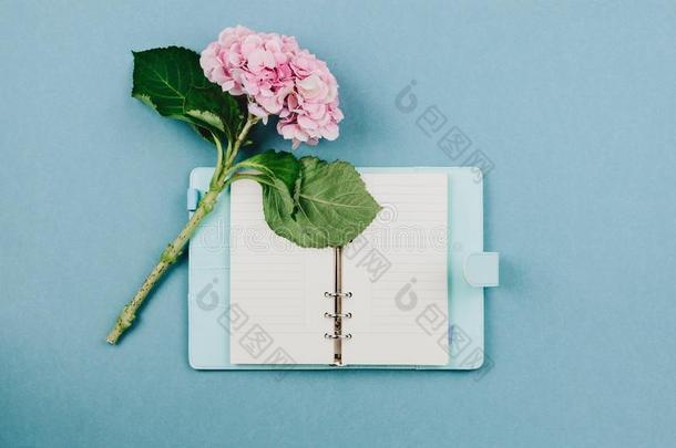 平坦的关于粉红色的霍滕西亚绣球花属植物花和蓝色笔记簿