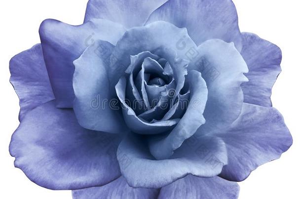 花隔离的蓝色-紫色的玫瑰向一白色的b一ckground.特写镜头.