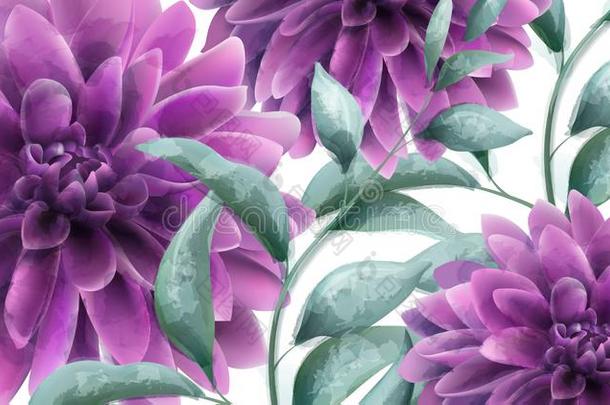 大丽花紫色的花横幅矢量水彩.美丽的水壶