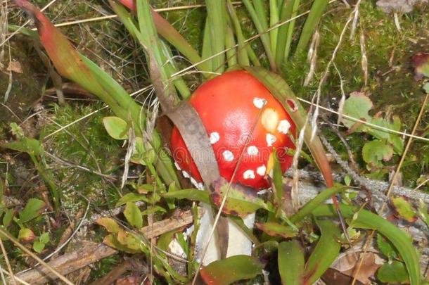 飞蘑菇<strong>木耳</strong>蘑菇红色的和白色的点采用指已提到的人森林