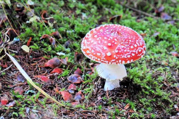 飞蘑菇<strong>木耳</strong>蘑菇红色的和白色的点采用指已提到的人森林