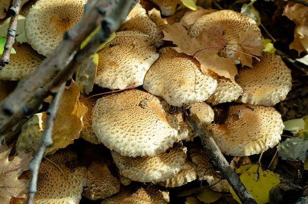 份额关于蘑菇生长的采用森林