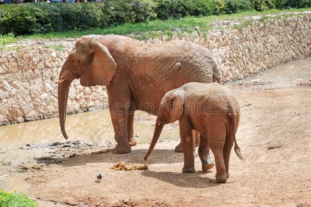 母亲和婴儿象在动物园