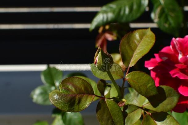 红色的和白色的蔷薇花蕾被照明的在旁边指已提到的人早晨太阳关于向工作