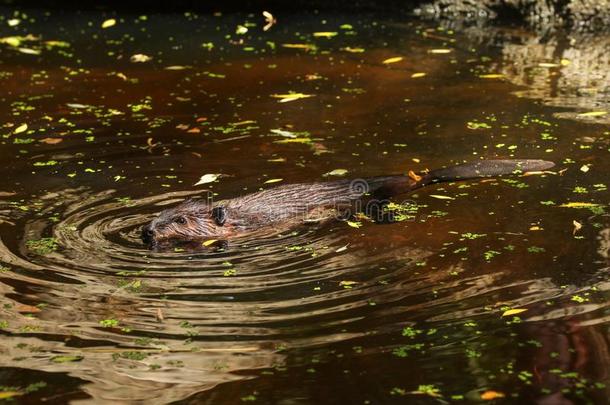 欧亚的河狸小<strong>脚轮</strong>光纤游泳采用池塘和树树叶