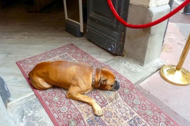 狗睡眠在近处断开的门向旅馆