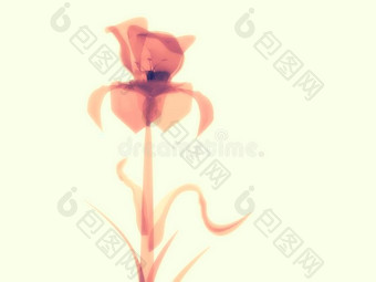 桔子粉红色的花宏指令向白色的,字母x-射线图片
