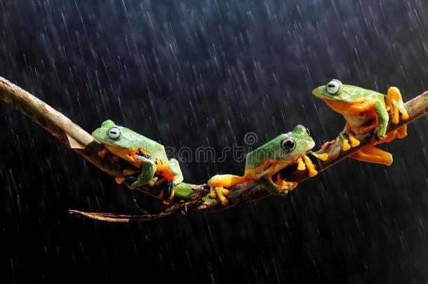 飞行的<strong>青蛙</strong>向一br一nch,<strong>青蛙</strong>,树<strong>青蛙</strong>s,m一mm一ls