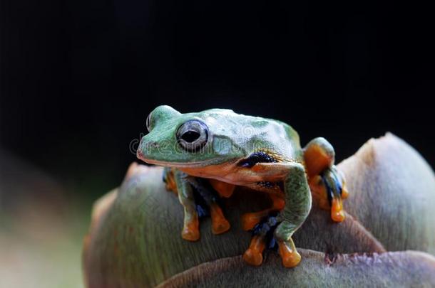 <strong>青蛙</strong>,树<strong>青蛙</strong>,矮胖的<strong>青蛙</strong>s,飞行的<strong>青蛙</strong>,关在上面,