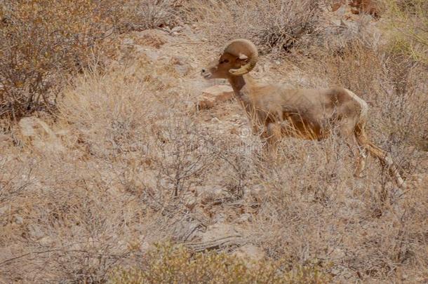 沙漠大的角羊漫游亚利桑那州沙漠