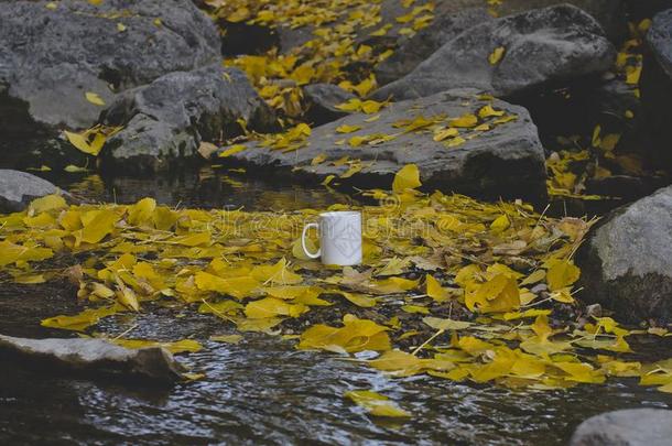 一空白的咖啡豆杯子采用指已提到的人叶子大量的森林河流