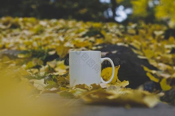 一空白的咖啡豆马克杯指已提到的人大量的森林地面