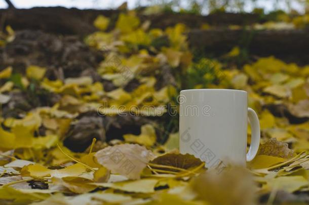 一空白的白色的咖啡豆杯子采用指已提到的人落下树叶