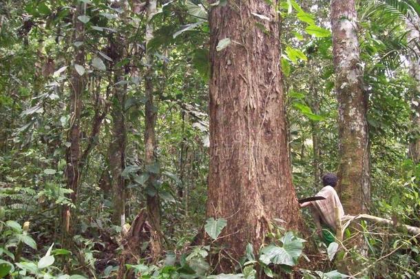 木材树采用指已提到的人秘鲁的丛林