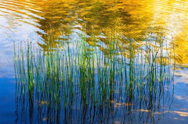 反映关于水植物和阳光采用指已提到的人湖