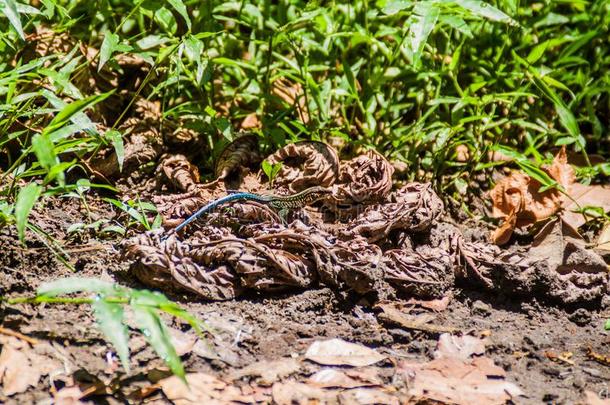 蜥蜴采用国家的公园阿雷纳尔,肋日本里