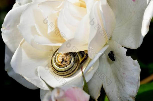 普通的花园蜗牛向一玫瑰花
