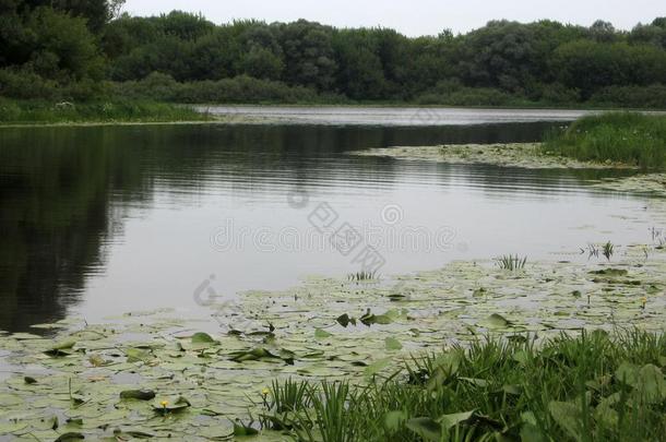 美丽的黄色的水百合花采用指已提到的人清楚的池塘.自然<strong>栖息地</strong>.英语字母表的第21个字母