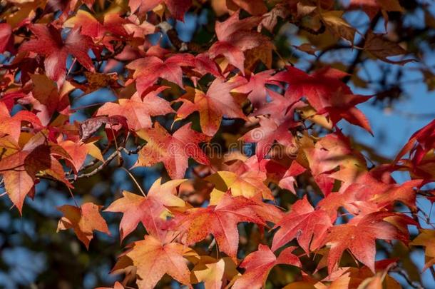 胶皮糖香树斯特拉西夫拉或琥珀树秋红色的树叶.一关