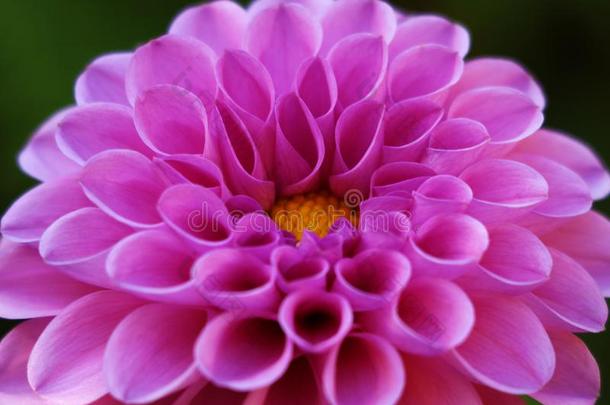明亮的婚礼花束关于夏大丽花属粉红色的,花,宏指令photographer摄影师
