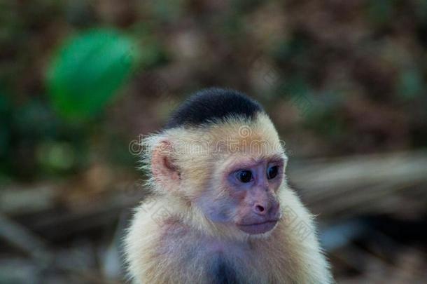 白色的-有头的圣方济会托钵僧猴悬猴卡布西纳斯采用国家的公园妈