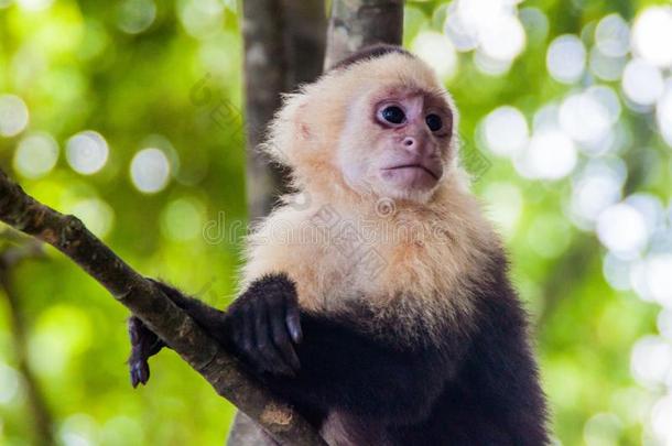 白色的-有头的圣方济会托钵僧猴悬猴卡布西纳斯采用国家的公园妈