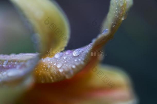 落下关于雨向花瓣关于桔子百合属植物,真正的百合花