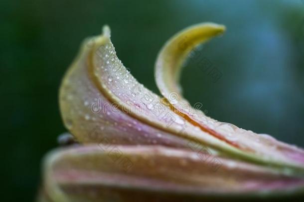 落下关于雨向花瓣关于桔子百合属植物,真正的百合花