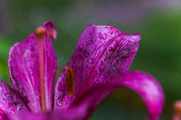 落下关于雨向花瓣关于紫色的百合属植物,真正的百合花.