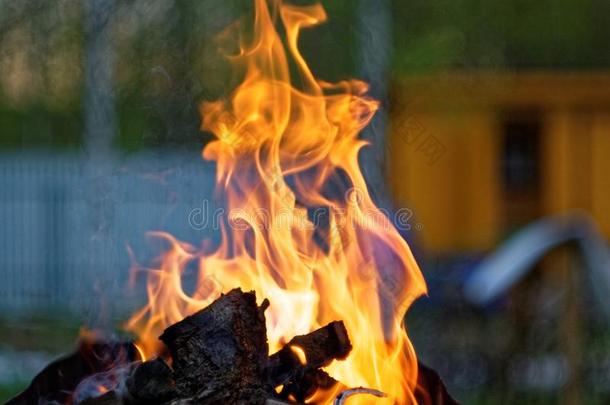火络腮胡子向木材采用指已提到的人烧烤