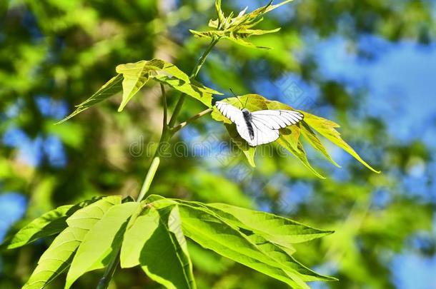 白色的蝴蝶向绿色的植物的叶子和一变模糊b一ckground.