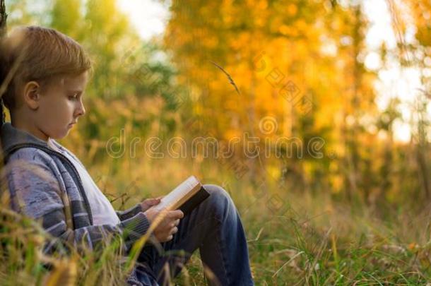 男孩阅读一书向一大的树