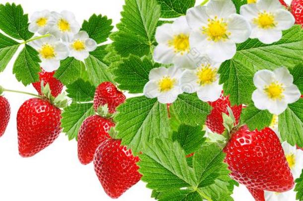 花园成熟的美味的新鲜的草莓