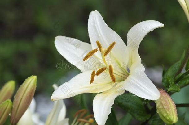 百合花花后的指已提到的人雨向一夏d一y,雨drops向花