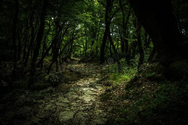 石头小路采用密集的浓的绿色的森林,修道院奥斯特格,挂载