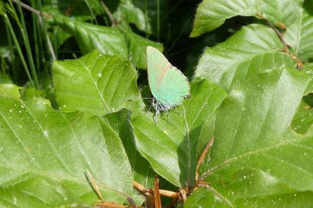 绿色的翅上有<strong>细纹</strong>的蝶蝴蝶采用指已提到的人森林